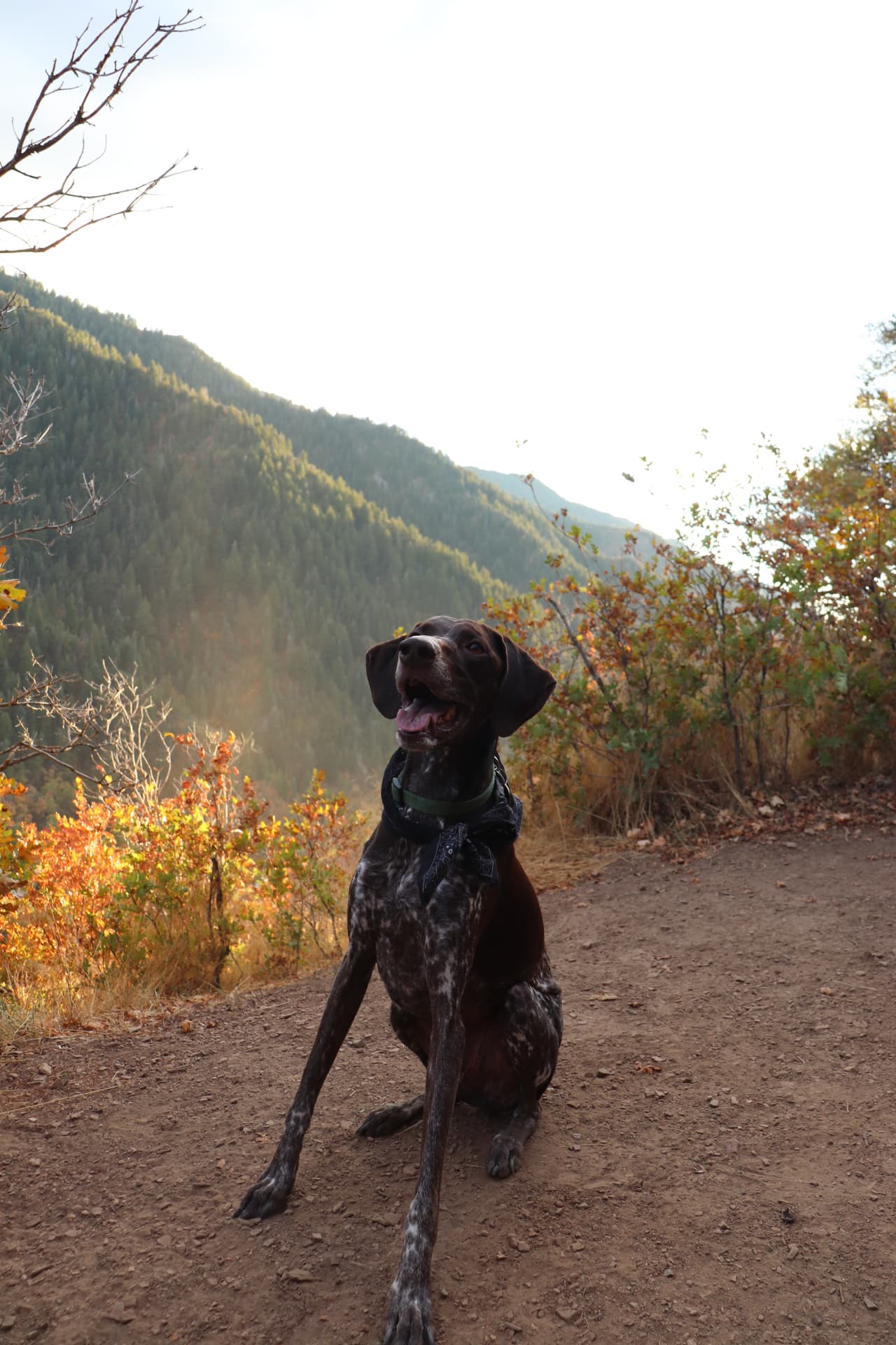 Dog on a leash walking a shaded trail with its handler