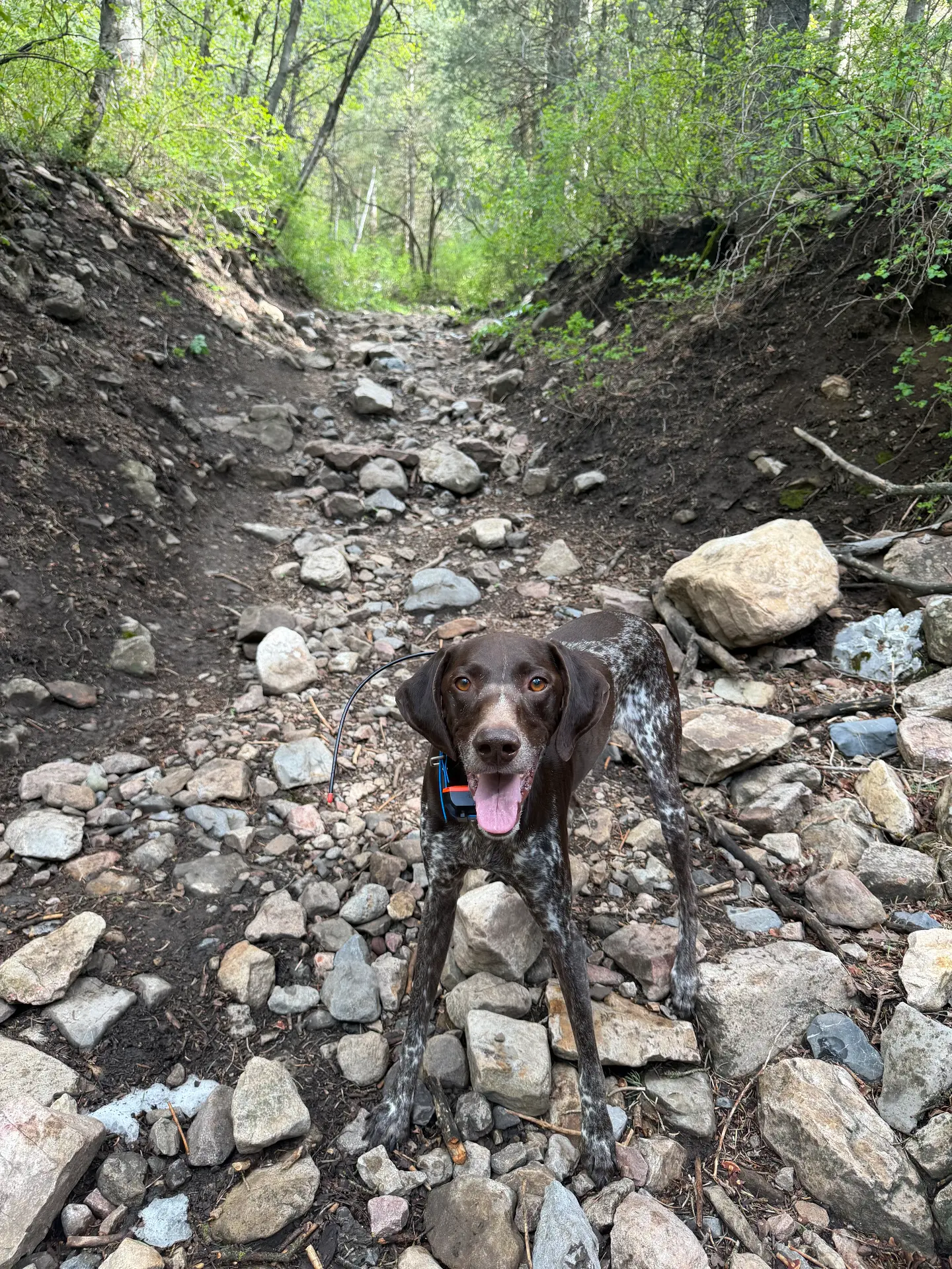 Dogs out on a Pinehaven Adventure Club trail day