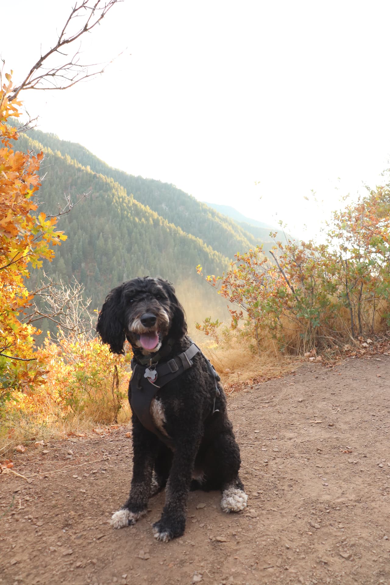 Denali, a black Bernedoodle in a harness, sitting on a mountain trail in autumn