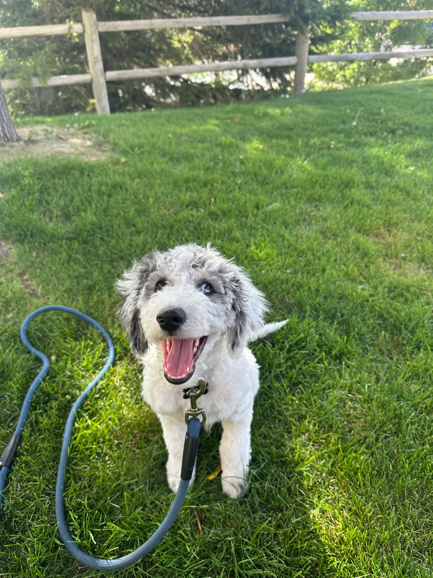 Goose, a merle mini Bernedoodle puppy, smiling on the grass