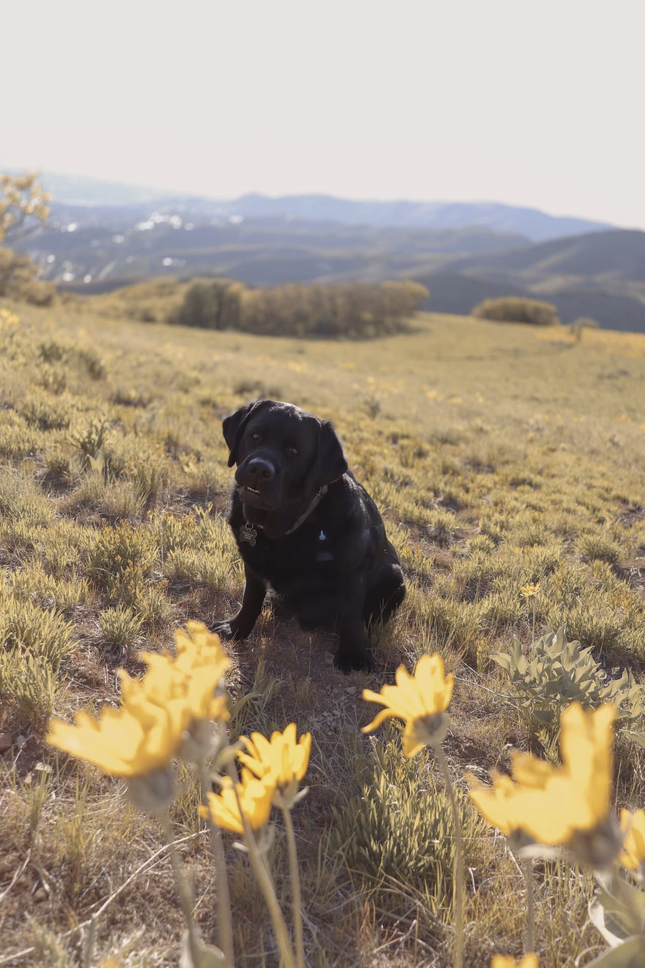 Dog resting in a field of summer wildflowers