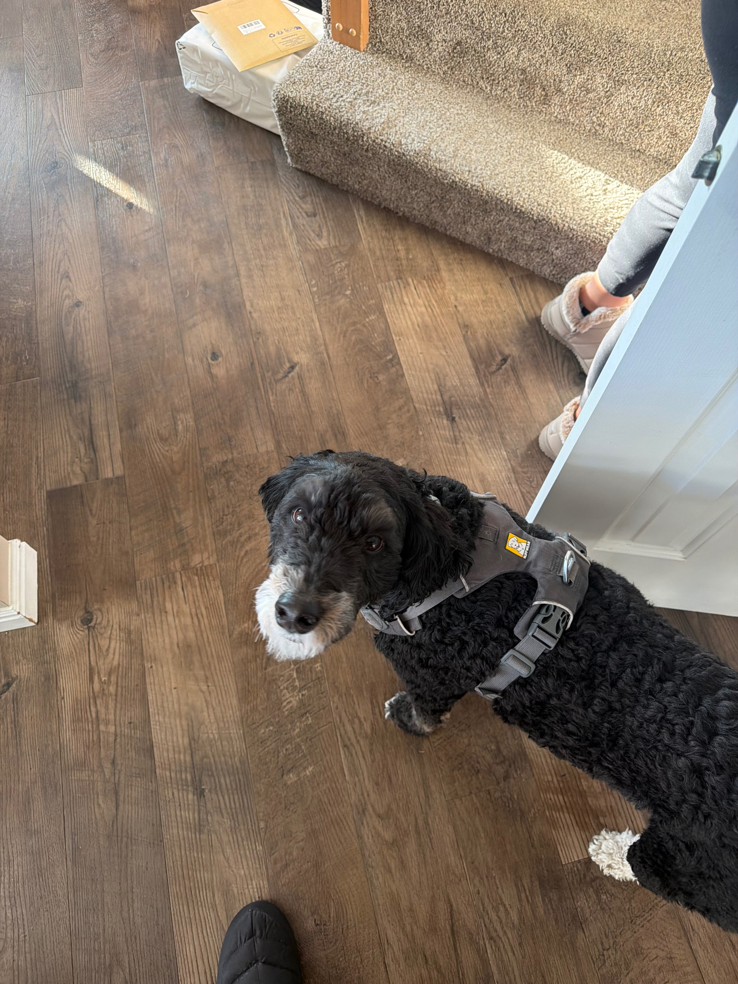 Denali, a black Bernedoodle, wearing a walking harness
